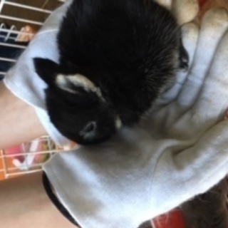 とことこウサギ。２月１５日生まれ。何色がいい?