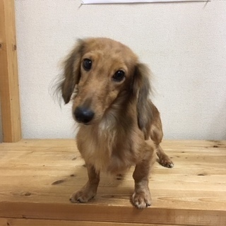 里親様が決定いたしました。