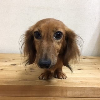 ～里親様、決定いたしました。お問い合わせいただいた皆様、ありがと...