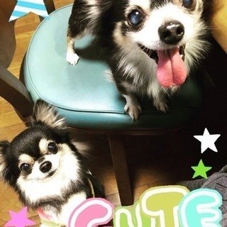 犬友❤︎募集中