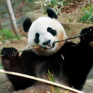 3月25日(日) 動物たちに癒される！！上野動物園に人気のパンダ...