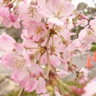 お花見ヨガin木場公園 3/31