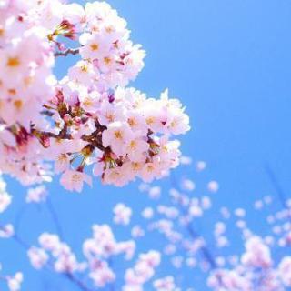 弘前桜祭りバイト募集！短期！