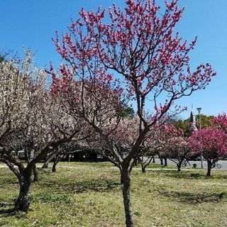 4/7(土)ゴミ拾いしますよ～♪