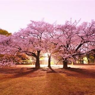 3/31（土）代々木花見オフ会！関東で初開催します！！！現在40...