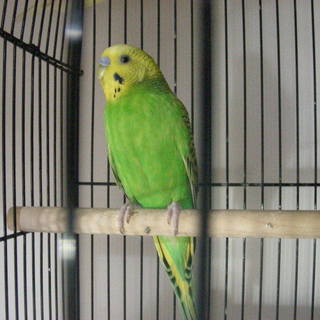 セキセイインコ（オス）手乗り　２歳