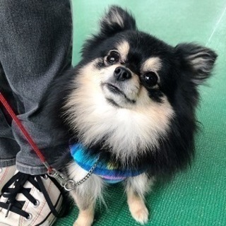 ４月生願書受付中！トリマー・ドッグトレーナー育成校の画像