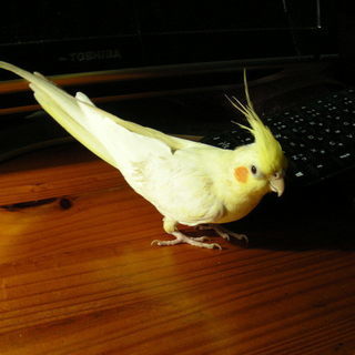 オカメインコ（メス）手乗り　２歳