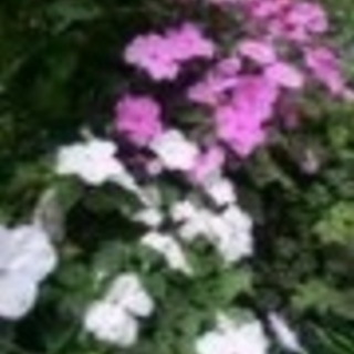 写真仲間募集