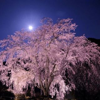 3月31日(土) 期間限定！幻想的な世界を堪能！六義園ライトアッ...