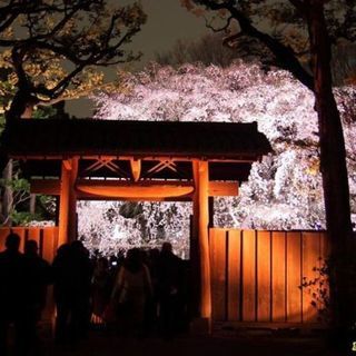 4月1日（日） 期間限定！幻想的な世界を堪能！六義園ライトアップ...