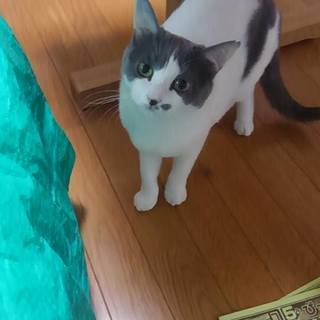 落語好き、猫好き、散策好き、着物好き、な方 - 文京区