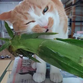 落語好き、猫好き、散策好き、着物好き、な方 - 友達