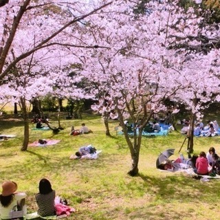 花見 🌸