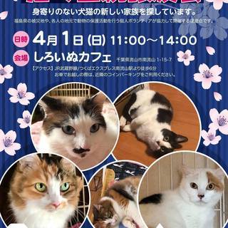 保護ネコの里親会　