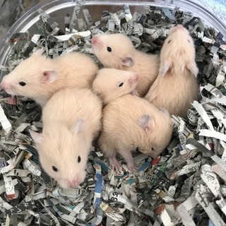 ゴールデンハムスター里親募集