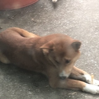 救って下さい！