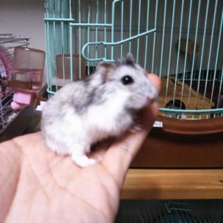 ハムハム達の里親さん募集です♪