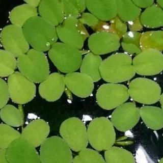 浮草あげます。の画像