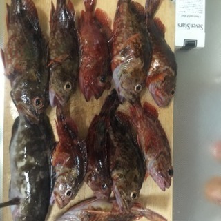 魚釣り