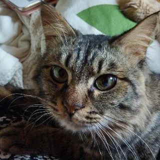 【急募】貰ってください