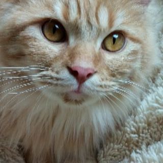 【急募】貰ってください - 猫