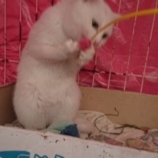 とても甘えたな真っ白綺麗な子猫！