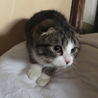 9/10生まれ 男猫  至急引き取り希望