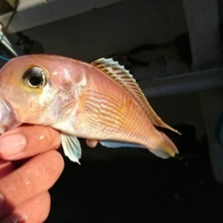 【初心者中心】釣りチーム立ち上げ！