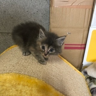 子猫ちゃん里親さん募集