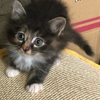 子猫ちゃんの里親募集