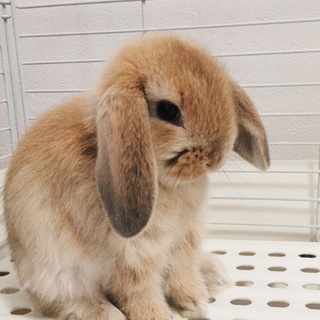 【至急】うさぎの里親募ってます