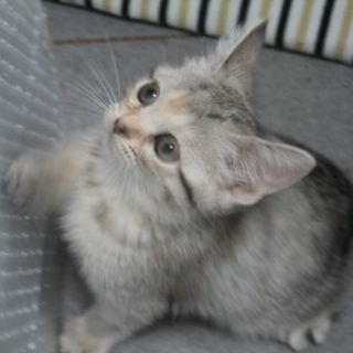 子猫