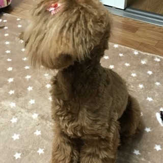 本当に大切にしてくださる方のみでお願いします。仔犬です。 - 貝塚市