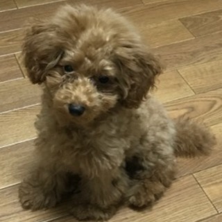 本当に大切にしてくださる方のみでお願いします。仔犬です。 − 大阪府