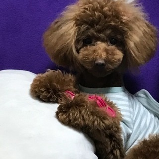 本当に大切にしてくださる方のみでお願いします。仔犬です。 - 犬