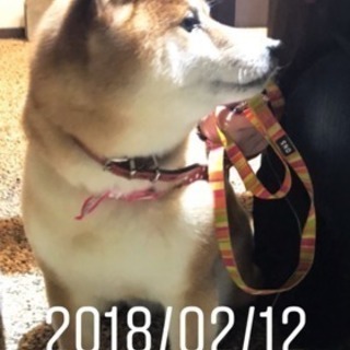 迷い犬🐶探してます‼️