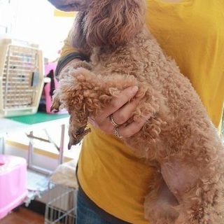 引退犬のトイプードルメス 里親募集致します