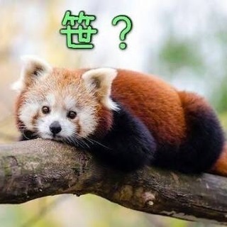 動物大好きさんあつまれーϵ( 'Θ' )϶