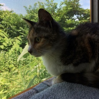 かわいい三毛猫の女の子　里親さんを募集しています。