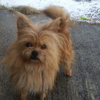 里親募集🐶チワワ、ペキニーズ、シュナウザーのmix犬♂です🐶 - 上山市