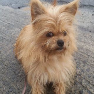 里親募集🐶チワワ、ペキニーズ、シュナウザーのmix犬♂です🐶 - 犬