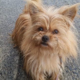 里親募集🐶チワワ、ペキニーズ、シュナウザーのmix犬♂です🐶