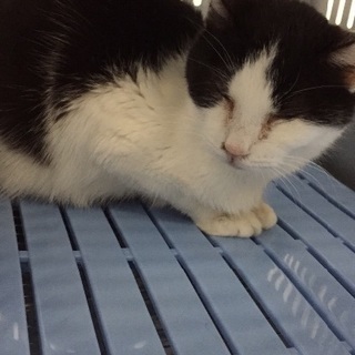 里親決定！有難うございました！ハチワレちゃん、猫風邪をひいています助けを待っています！県外の方もお願いします！ - 猫