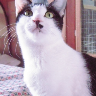 里親さま決定♪　ハチワレに憧れるオカッパ猫♪ 善子ちゃん 8ヶ月前後