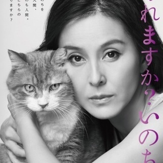 里親決定！有難うございました！ハチワレちゃん、猫風邪をひいています助けを待っています！県外の方もお願いします！ - 里親募集