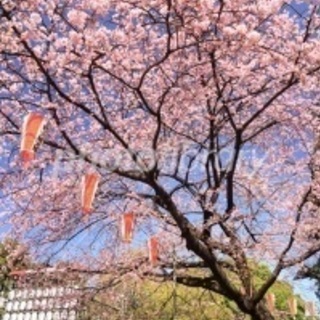 3/27 花見🌸in🌸上野公園  - 友達