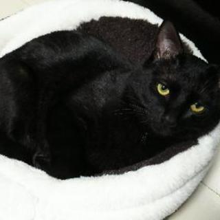 至急です。もうすぐ１歳の黒猫の里親募集【お話し中】