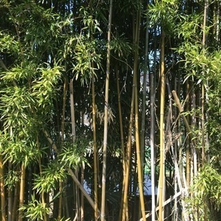 真竹、孟宗竹を販売します。の画像