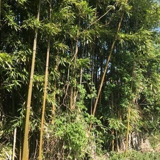 真竹、孟宗竹を販売します。の画像
